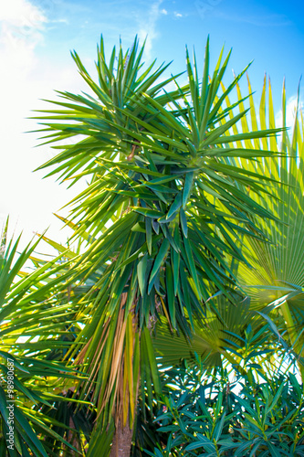 Fototapeta Naklejka Na Ścianę i Meble -  cactus and palm tree leaves