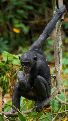 Bonobo on a tree. Democratic Republic of Congo. Lola Ya BONOBO National Park. An excellent illustration.