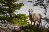 Big Horned Sheep in Banff National Park
