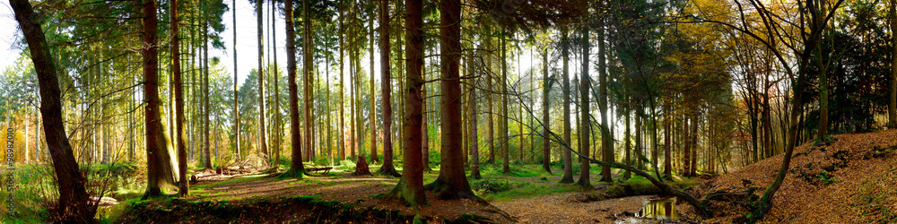 Fototapeta premium Wald Panorama bei Sonnenschein