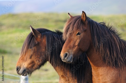 Fototapeta Naklejka Na Ścianę i Meble -  Icelandic Horses 
