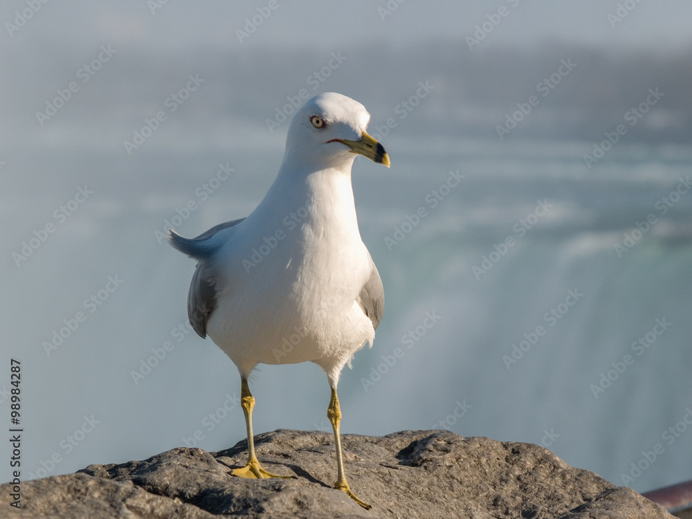 Obraz premium Seagull at Niagara Falls