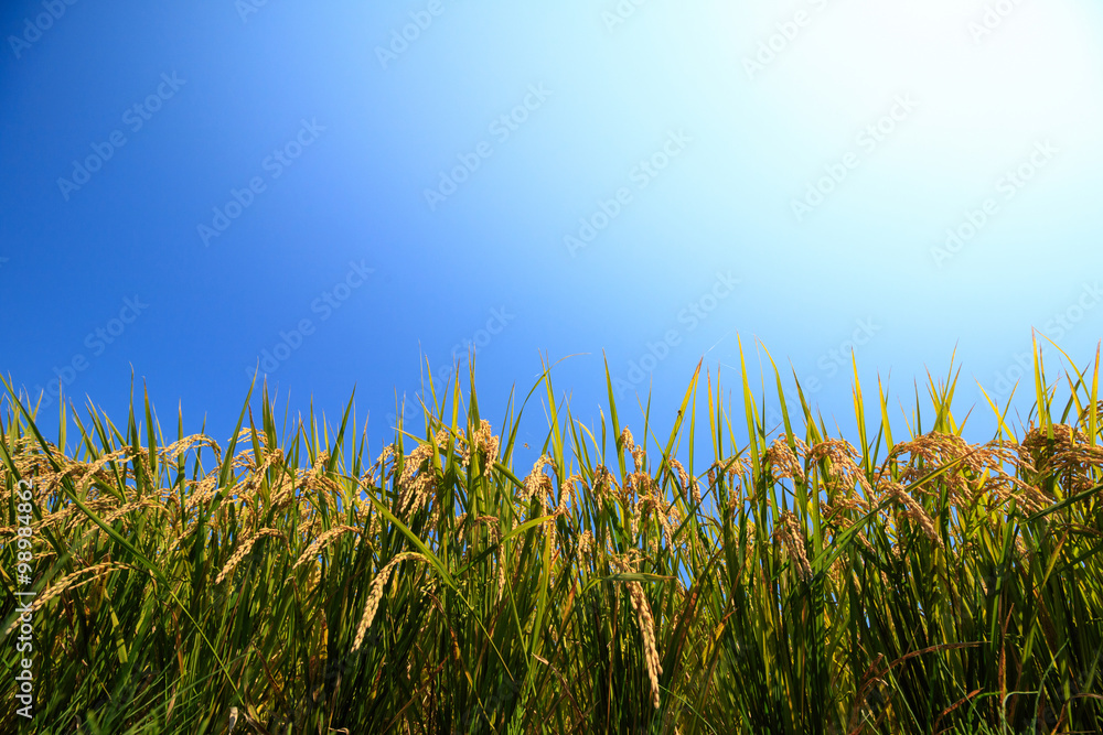 Fototapeta premium 稲穂
