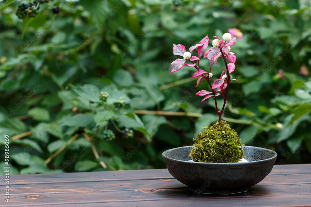 苔盆栽 苔盆栽
