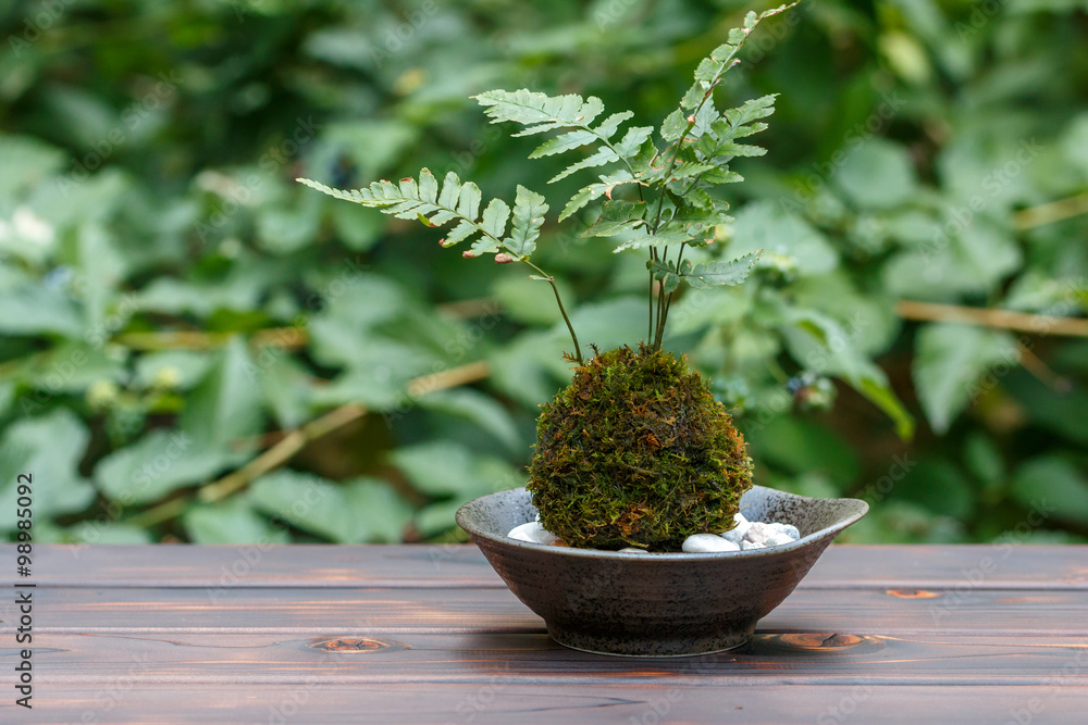 苔盆栽 苔盆栽