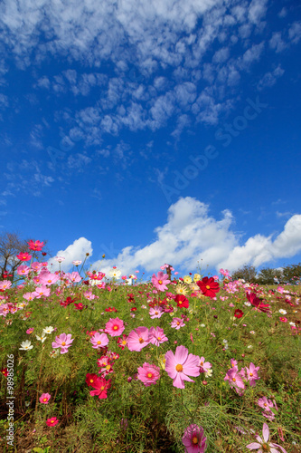 Wallpaper Mural コスモス畑＠長崎県諫早市白木峰 Torontodigital.ca