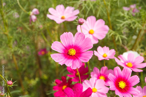 Colorful Cosmos Flowers 
