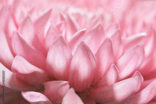 Pink color daisy macro background