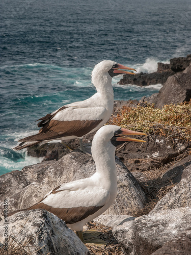 Two Blue Footed Boobies