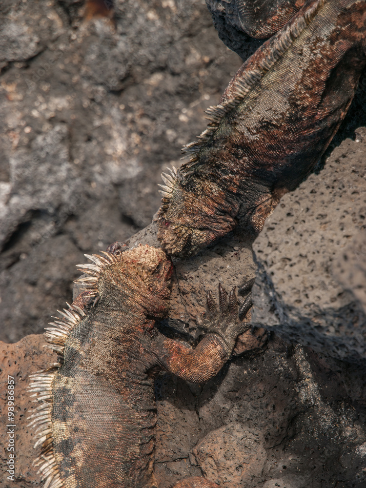 Fototapeta premium Fighting Iguanas