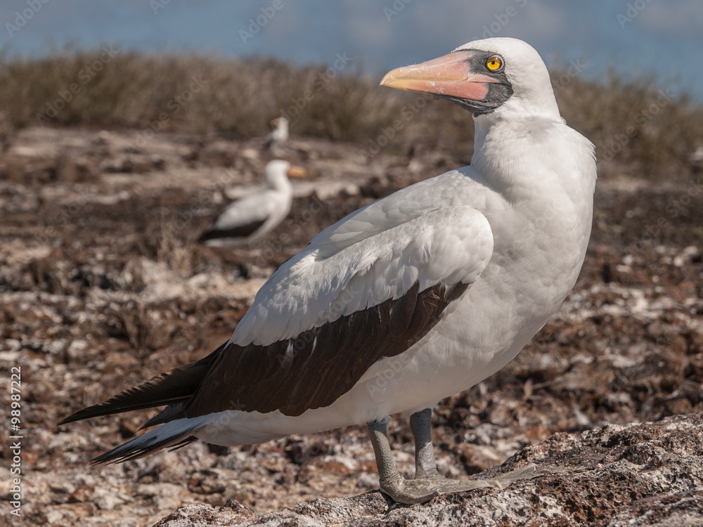 Obraz premium Masked Booby