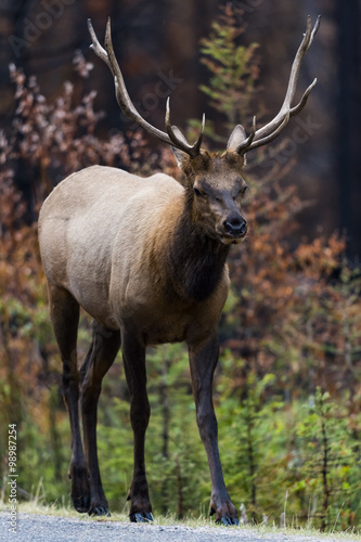 Elk   Cervus canadensis 