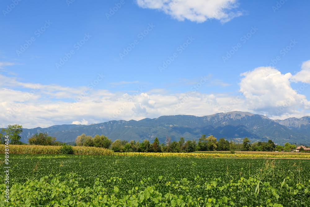 Agriculture, field of soybean