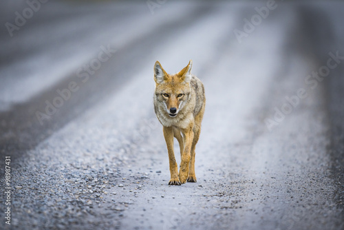 Leinwand Poster Coyote (Canis Latrans)