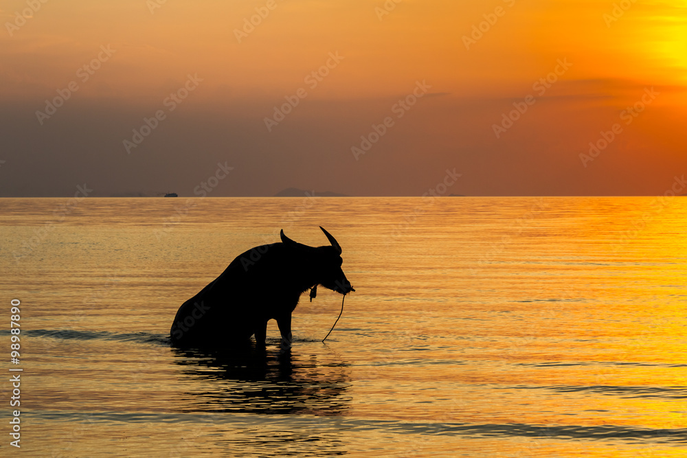 Sunset over sea on a tropical island and staying buffalo Sunset over sea on a tropical island and staying buffalo