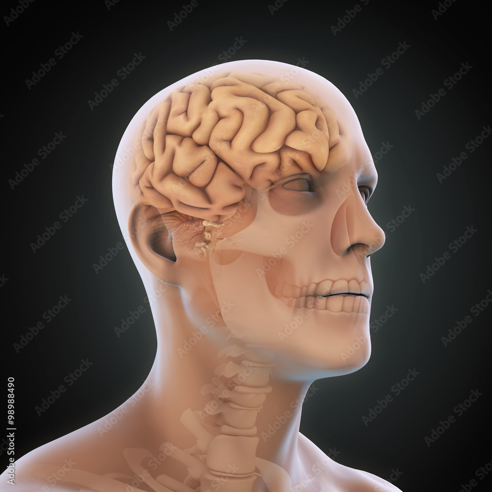 Obraz premium Human Brain Anatomy