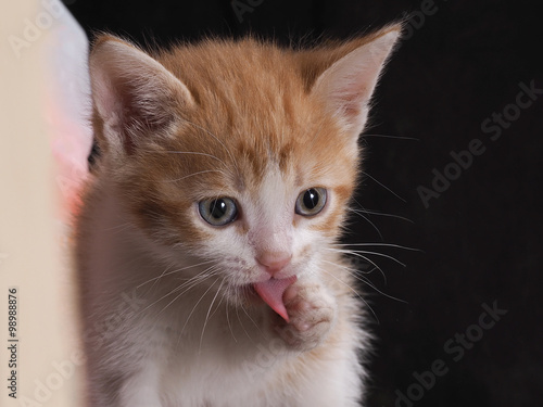 Котенок умывается языком. Кот вылизывает лапу. Морда кота крупно. Видно шершавый язык котенка. Котенок учится умываться