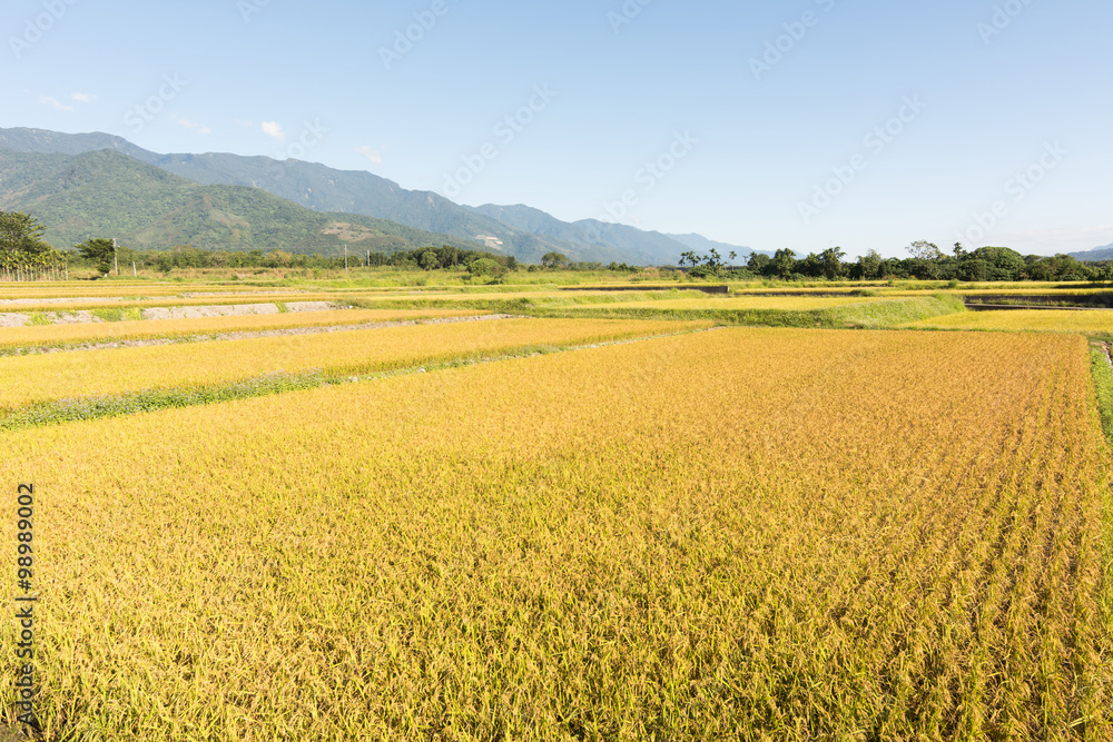 Golden rice farm Golden rice farm