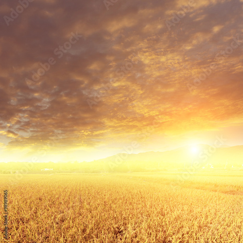 Sunbeam and the golden paddy farm
