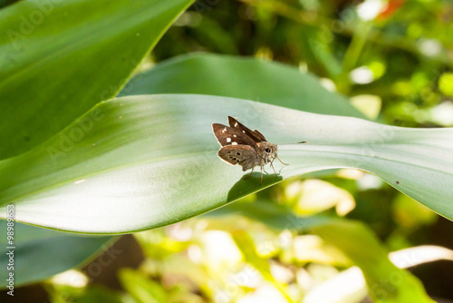 Macro of Clouded Skipper Butterfly on the green leaf photo