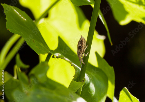 Macro of a little insect in thailand © joejoestock