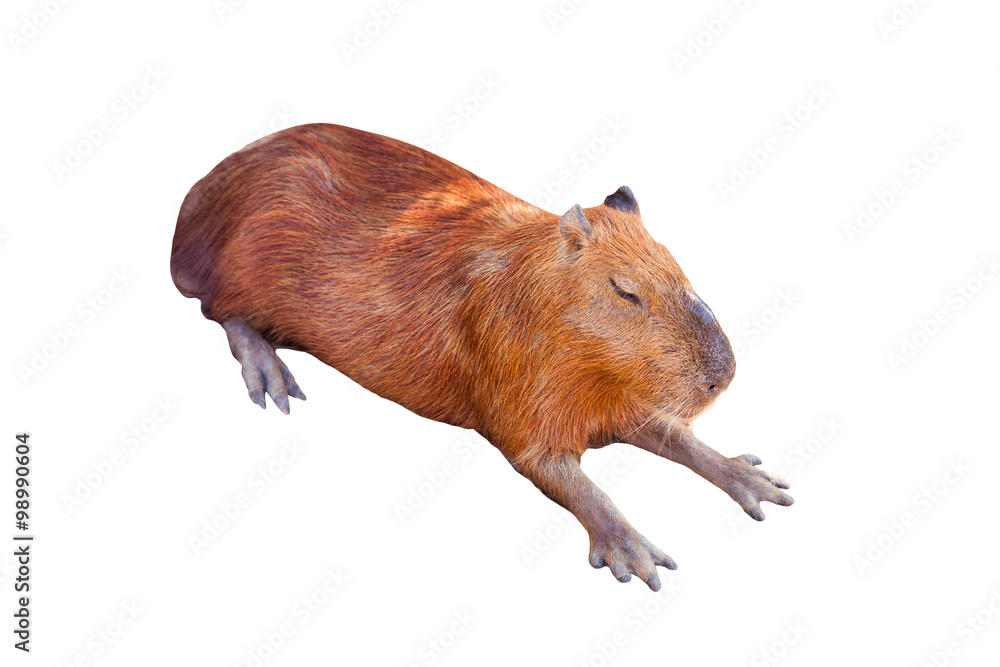 Fototapeta premium A capybara sleeping on bare ground.