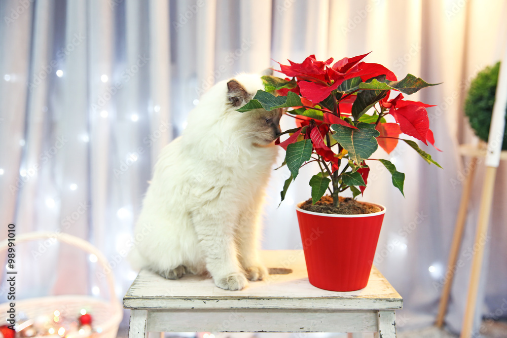 Fototapeta premium Cat and Christmas flower poinsettia indoor