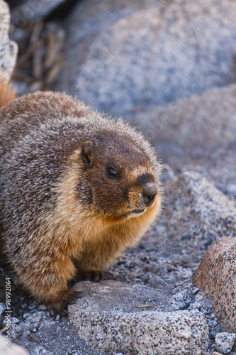 furry marmot in rocky terrain
