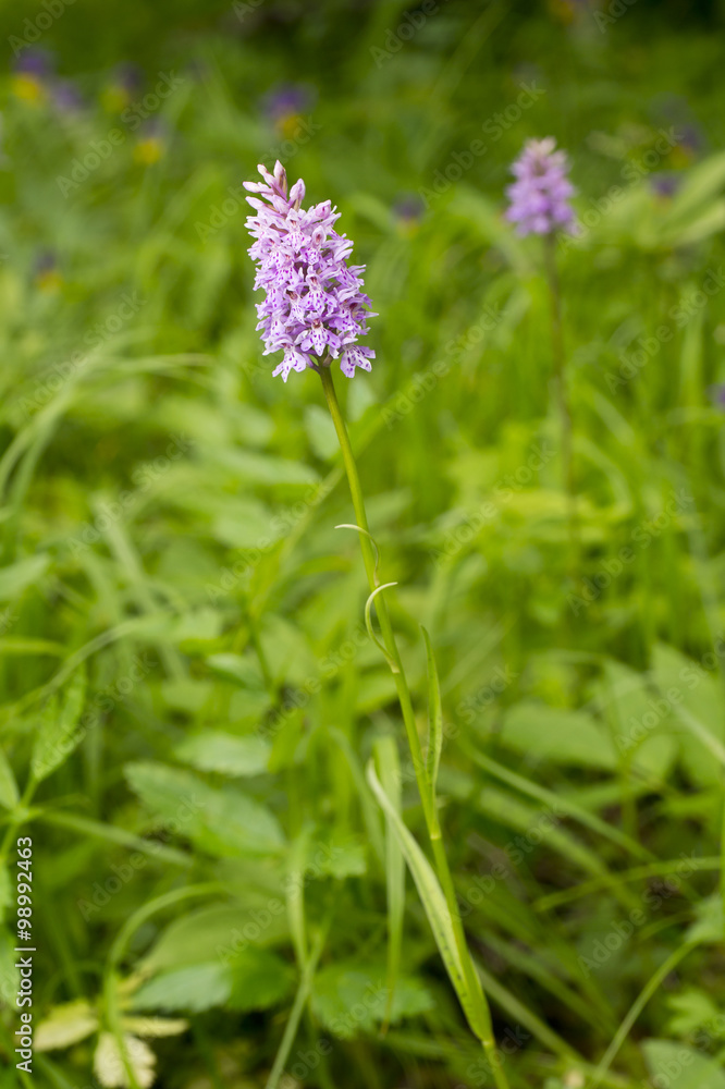 Dactylorhiza fuchsii - Common spotted orchid Dactylorhiza fuchsii - Common spotted orchid