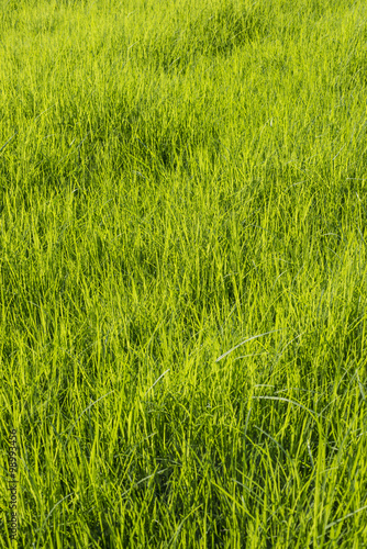 Green grass surface background