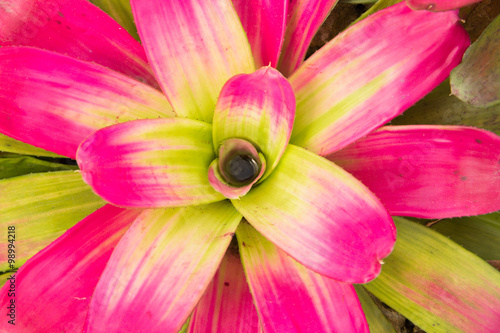 Colorful bromeliads