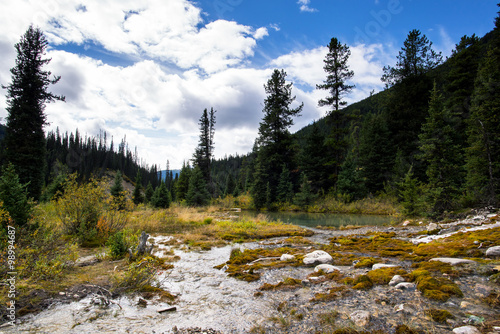 river in the middle of a pins forest in the mountains of alberta canada