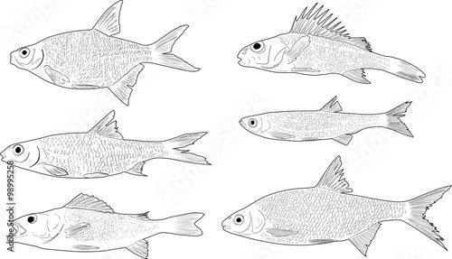 set of six freshwater fishes on white