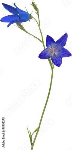 illustration with blue Spreading bellflower on white