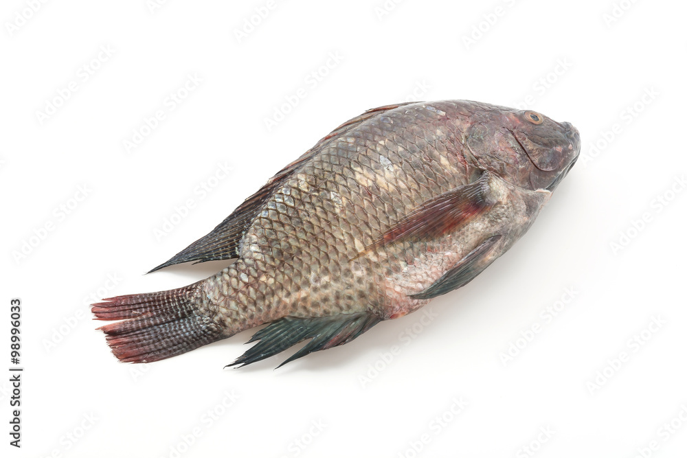 Fototapeta premium Black Tilapia or Tilapia