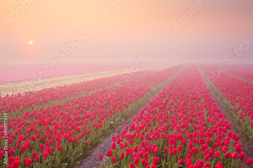 Fototapeta Naklejka Na Ścianę i Meble -  Sunrise and fog over rows of blooming tulips, The Netherlands