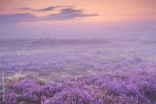 Fog over blooming heather in The Netherlands at dawn © sara_winter