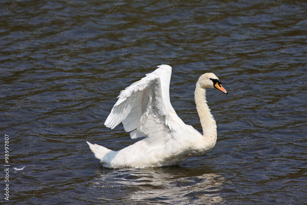 Swan