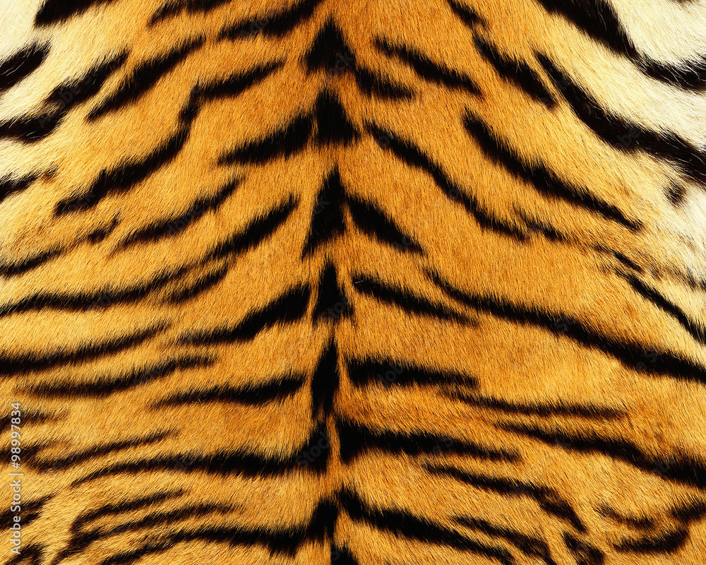 Animal skin texture for concept of nature Animal skin texture for concept of nature