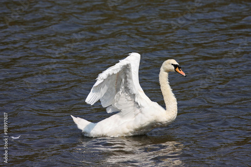 Swan © Jenny Thompson