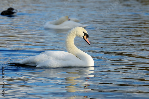 Mute Swan  cygnus olor