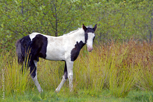 Curious Paint Foal standing at pasture, watching