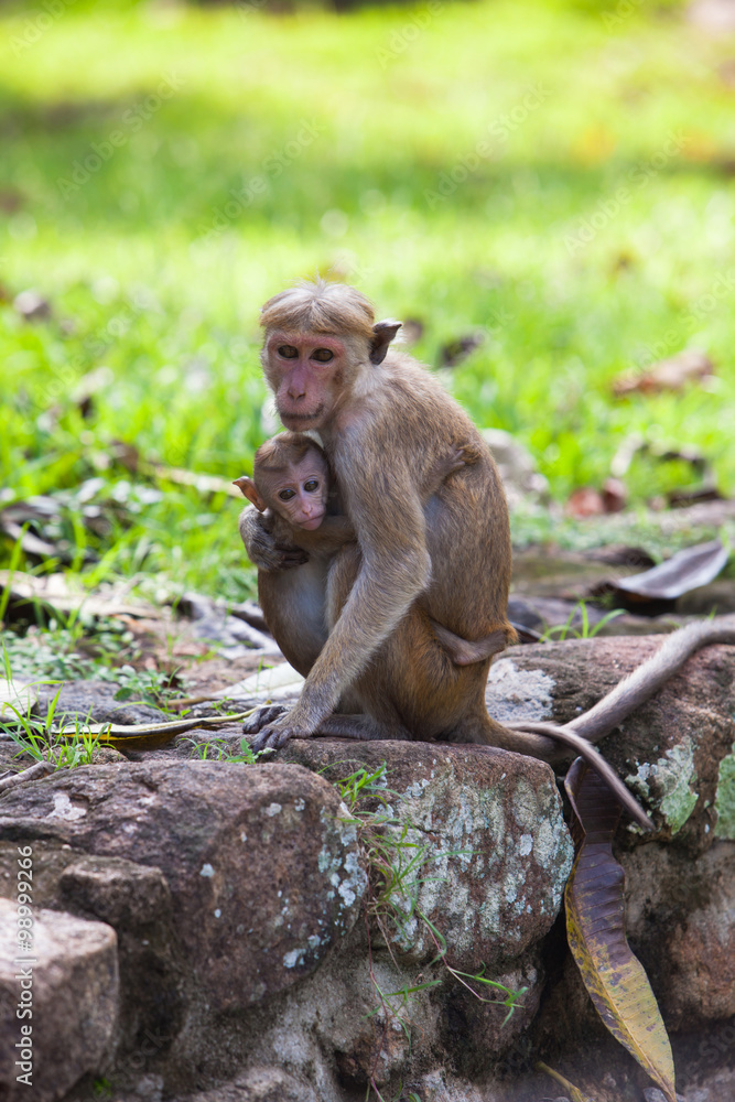 Toque macaque monkey - mother and baby