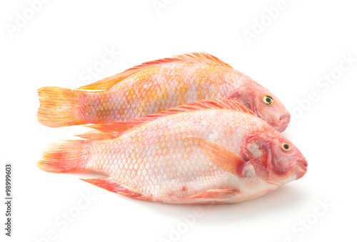 Red Tilapia