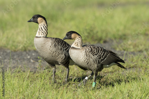 Nene Geese in Hawaii