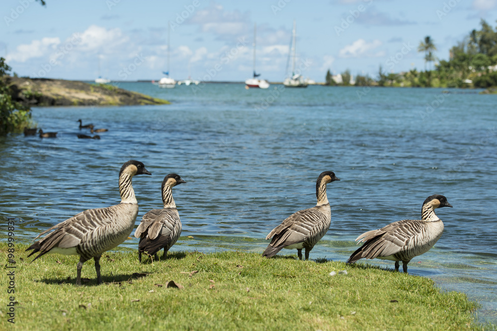 Fototapeta premium Wild Nene Geese in Hawaii
