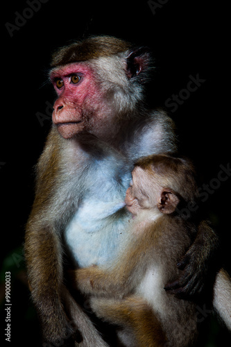 Toque macaque monkey - mother breastfeeding baby © aleksandar kamasi