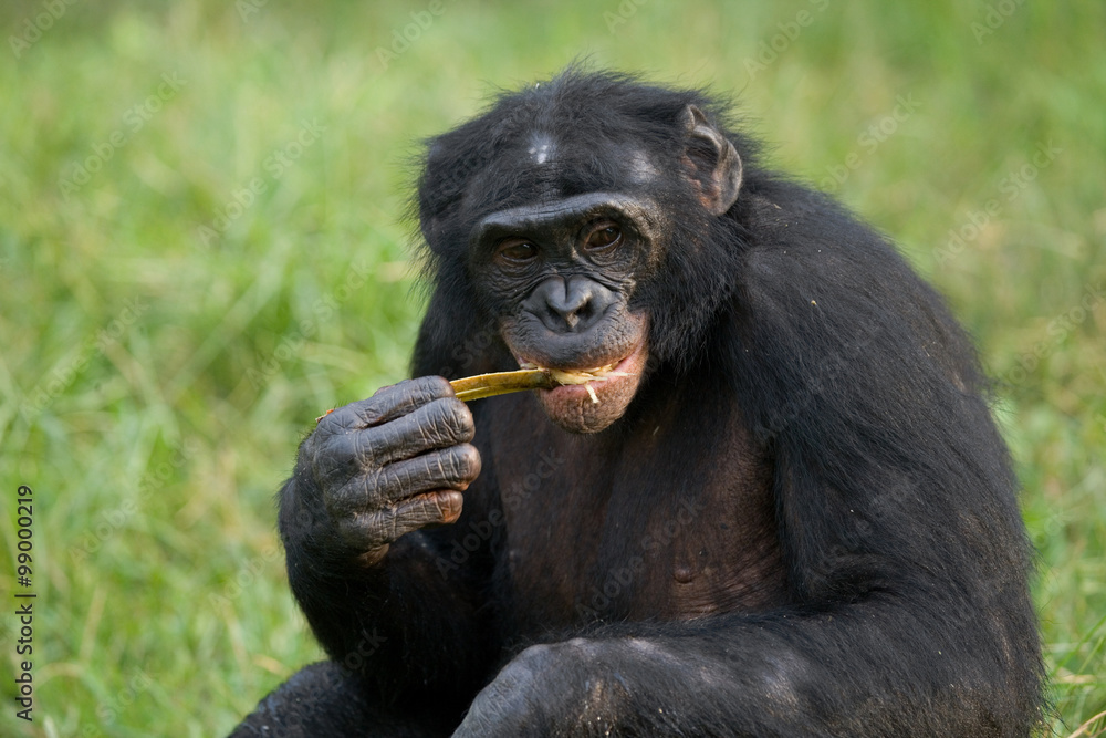 Bonobos eating bamboo. Democratic Republic of Congo. Lola Ya BONOBO National Park. An excellent illustration. Bonobos eating bamboo. Democratic Republic of Congo. Lola Ya BONOBO National Park. An excellent illustration.