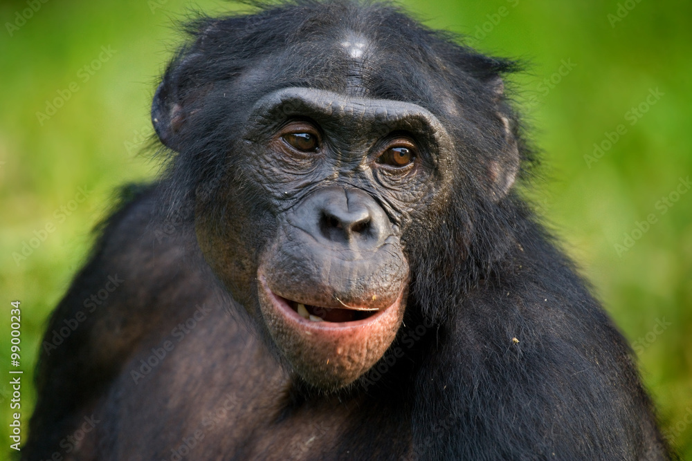 Portrait of bonobos. Close-up. Democratic Republic of Congo. Lola Ya BONOBO National Park. An excellent illustration. Portrait of bonobos. Close-up. Democratic Republic of Congo. Lola Ya BONOBO National Park. An excellent illustration.