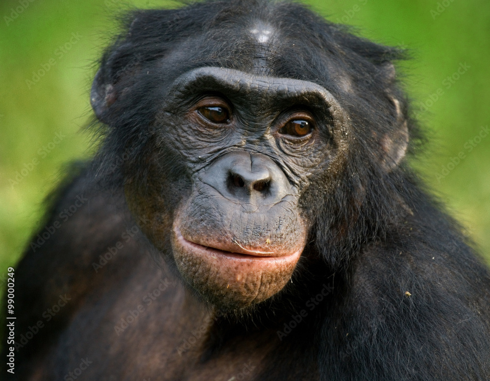 Portrait of bonobos. Close-up. Democratic Republic of Congo. Lola Ya BONOBO National Park. An excellent illustration. Portrait of bonobos. Close-up. Democratic Republic of Congo. Lola Ya BONOBO National Park. An excellent illustration.